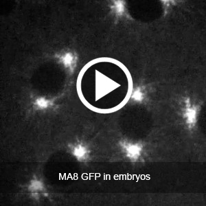 MA8GFP in Embryos