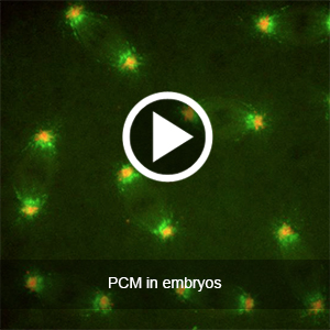 PCM in dividing embryos