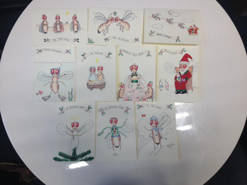 Drosophila Christmas cards