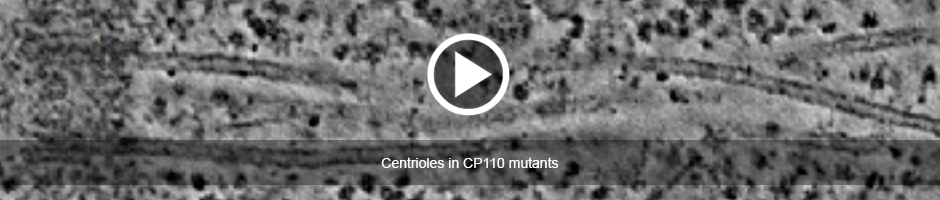 Centriole in a cp110 Mutant