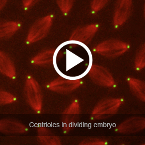 centrioles in dividing embryos
