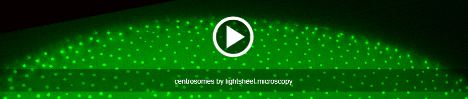 Centrosomes by Lightsheet Microscopy