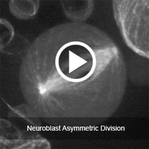 Neuroblast Asymmetric Division