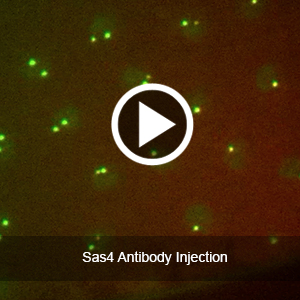 Sas4 Antibody Injection