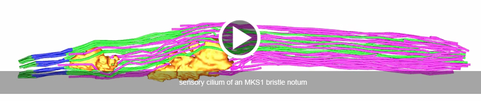 sensory cilium of an MKS1 mutant bristle notum