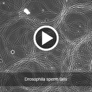 Drosophila sperm tails
