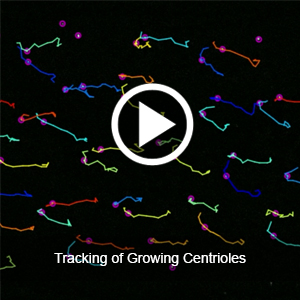 Tracking centrioles as they grow